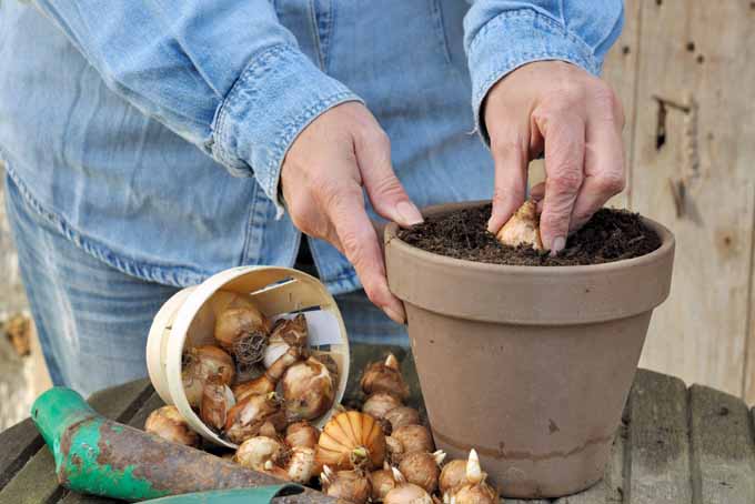 A close up horizontal image of a gardener planting bulbs into a container for forcing.