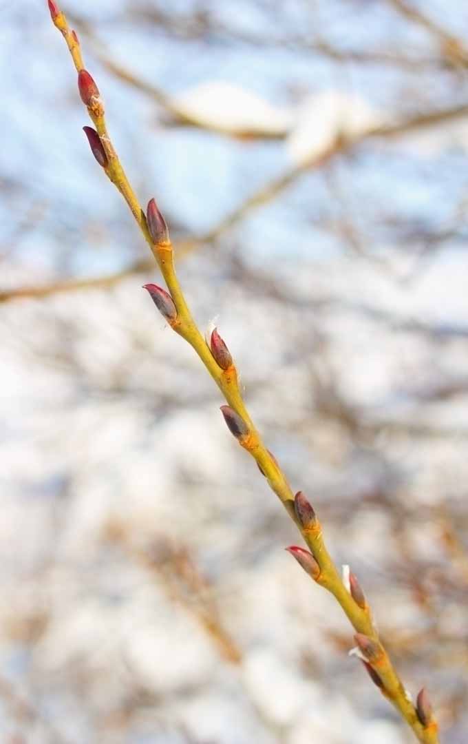 Can you force flowering bulbs and branches to bloom even when it is still cold outside? Learn more: https://gardenerspath.com/how-to/indoor-gardening/force-spring-blossoms/