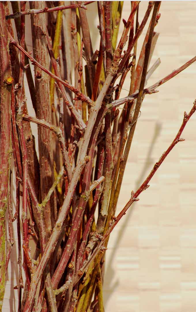 A close up vertical image of branches collected during dormancy.