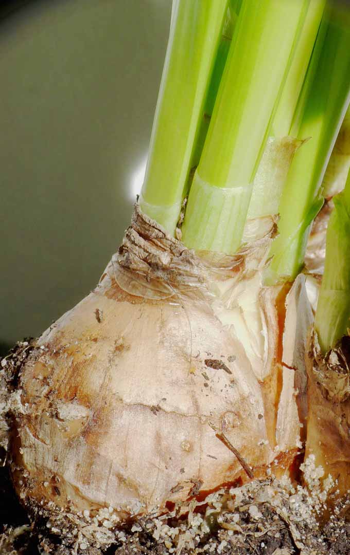 A close up vertical image of a bulb set in soil that is starting to sprout.