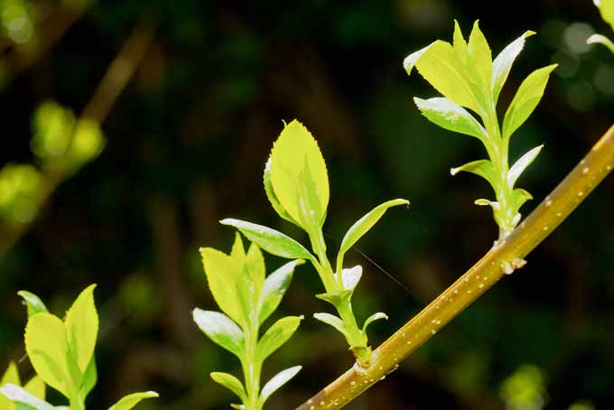 A close up horizontal image of a branch with new growth in spring pictured on a soft focus background.