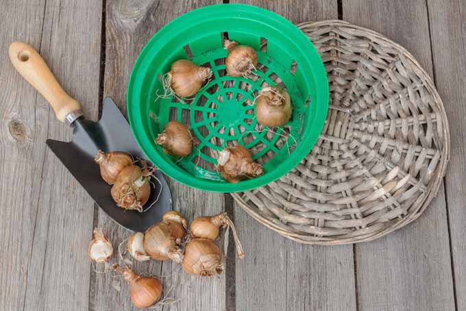 A close up horizontal image of garden tools and bulbs set on a wooden surface.