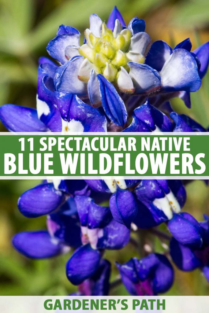 Forsøg lovgivning Menstruation 11 Native Blue Flowers for the Garden | Gardener's Path