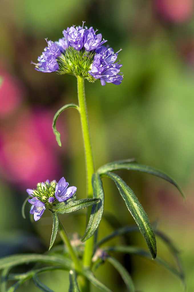 11 US native blue blooms to plant in the garden - you don't want to miss this list! Check it out now or Pin It for later: https://gardenerspath.com/plants/flowers/native-blue/ 