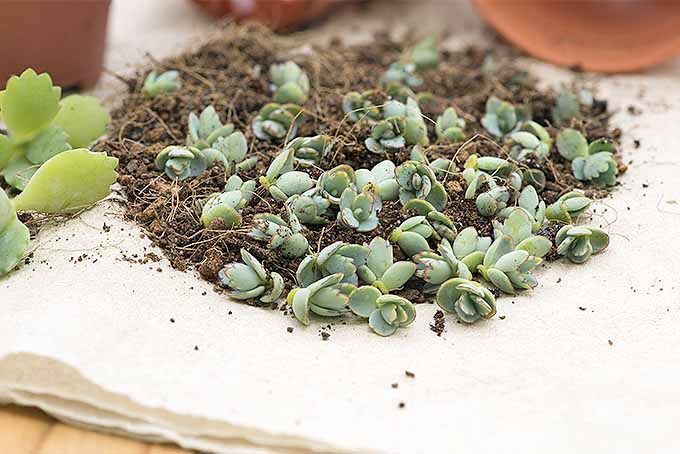 Kalanchoe pinnata plantlets, ready for propagating to start new succulents in the garden. | Gardenerspath.com
