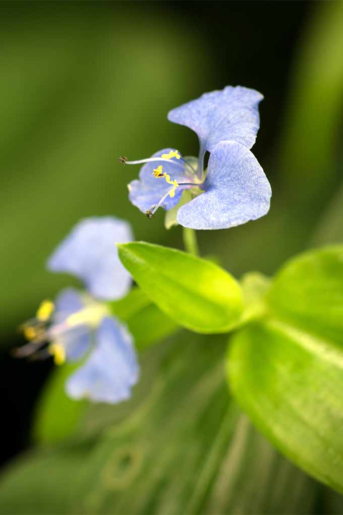 Which blue flowers should you plant in your garden? We've picked 11, like this gorgeous Virginia dayflower. Check them out here: https://gardenerspath.com/plants/flowers/native-blue/