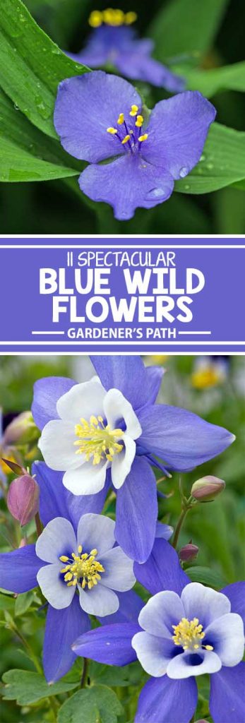 11 Native Blue Flowers for the Garden | Gardener's Path