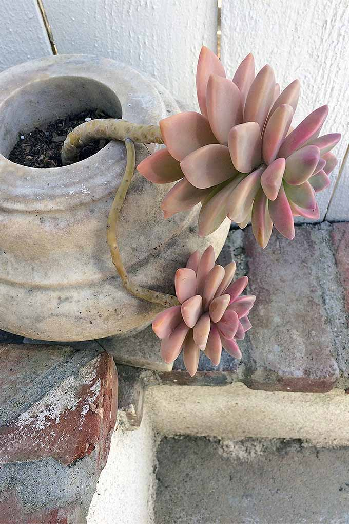 A close up vertical image of a pink hued succulent growing in a concrete urn outdoors with an offshoot suitable for propagation.
