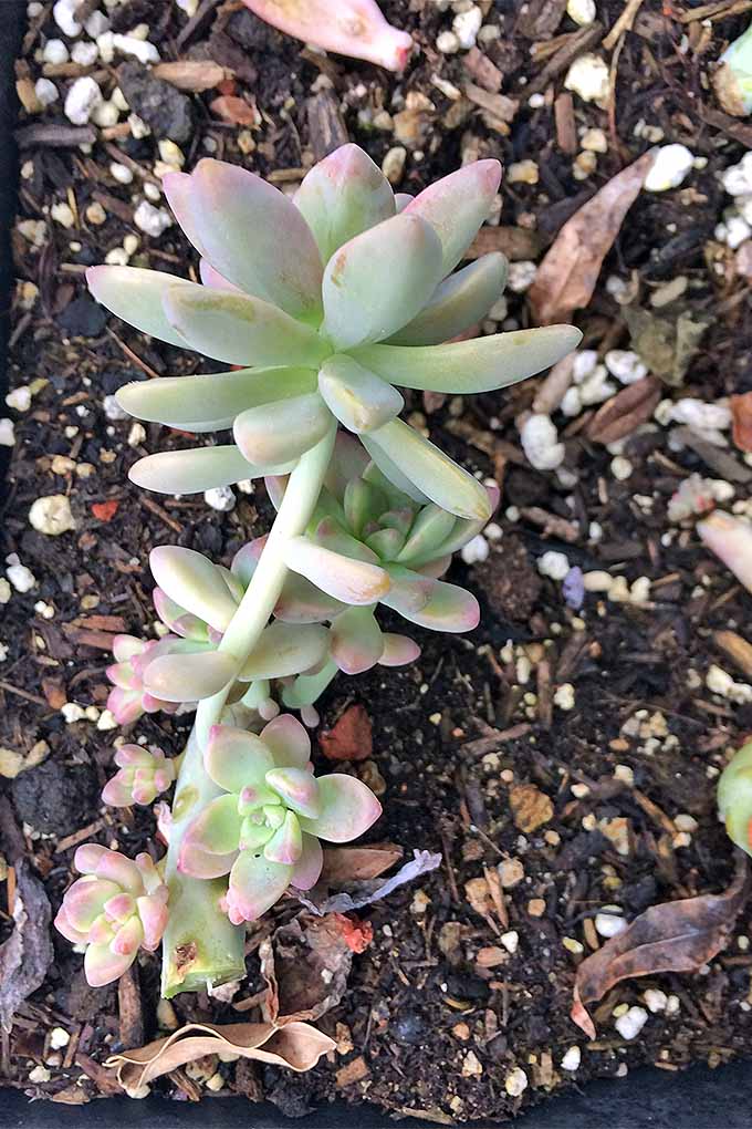 With just a few plants to begin and these tips for dividing and propagating, you'll never have to buy a new succulent plant again! Learn how to grow your own: https://gardenerspath.com/how-to/propagation/succulents-five-easy-steps/