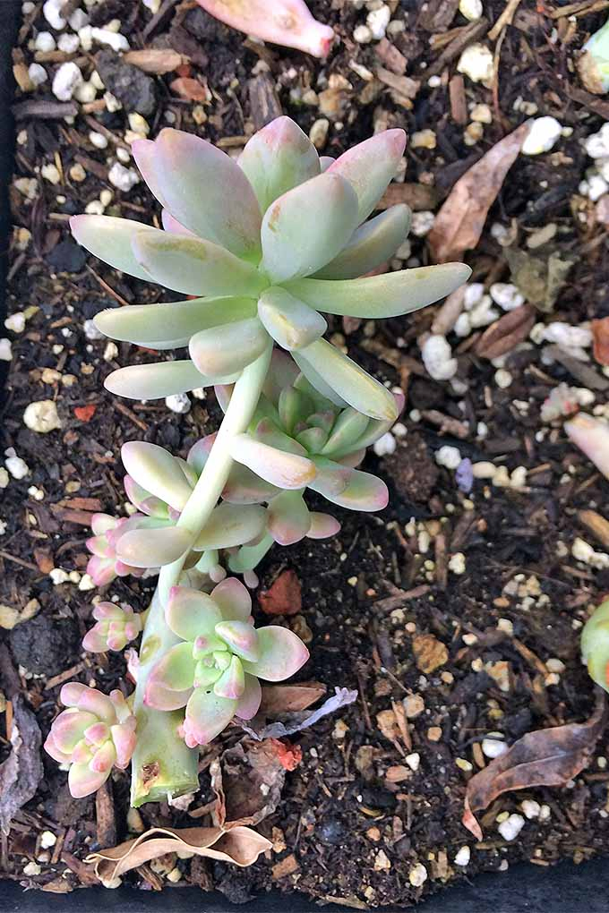 A close up vertical image of a pruned succulent making room for new growth.