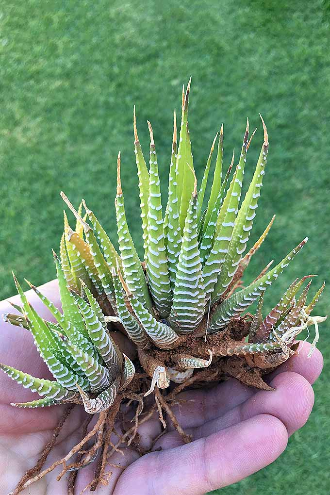 A close up vertical image of a hand holding a zebra cactus, or haworthia, with exposed roots, ready for dividing and starting new plants.