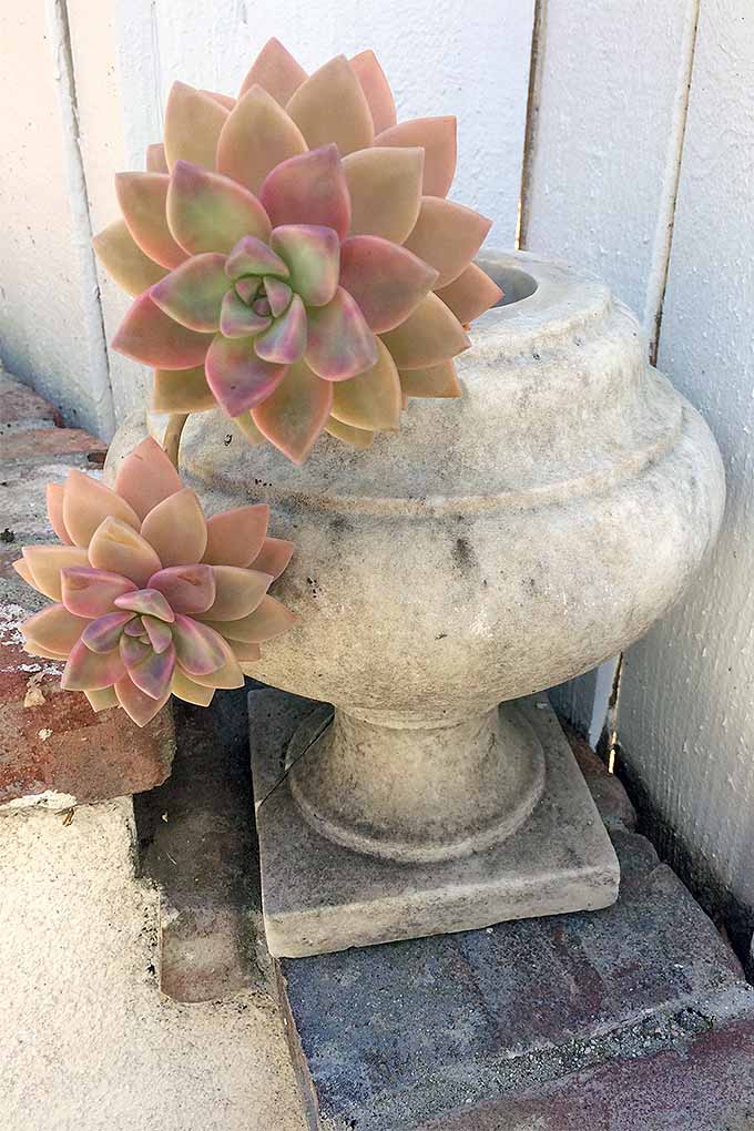 Leggy succulents in your backyard will benefit from careful propagation. Do you know what to do? We share a simple method in 5 steps: https://gardenerspath.com/how-to/propagation/succulents-five-easy-steps/