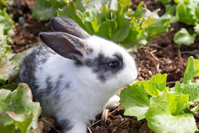 Deter garden pests - or plant a few extra rows of lettuce for the bunnies! | Gardenerspath.com