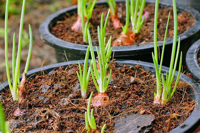 Grow Onion Seedlings in Your Own Backyard | GardenersPath.com