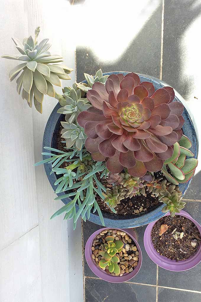 https://gardenerspath.com/how-to/propagation/succulents-five-easy-steps/