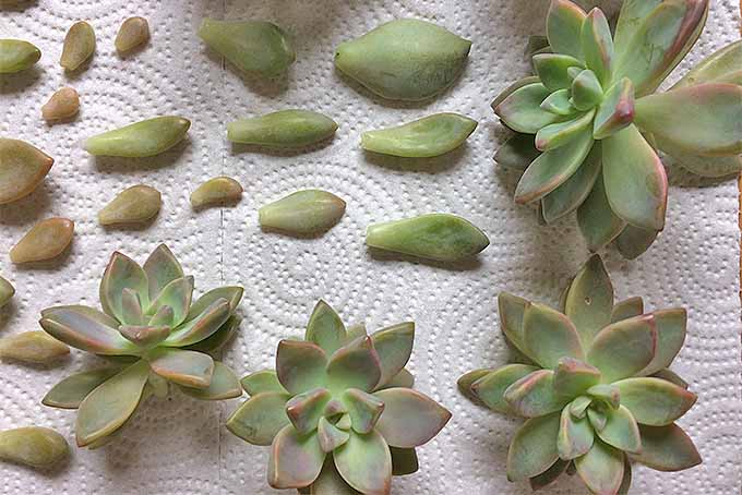 A close up horizontal image of succulents with some of their leaves removed set on a paper towel.