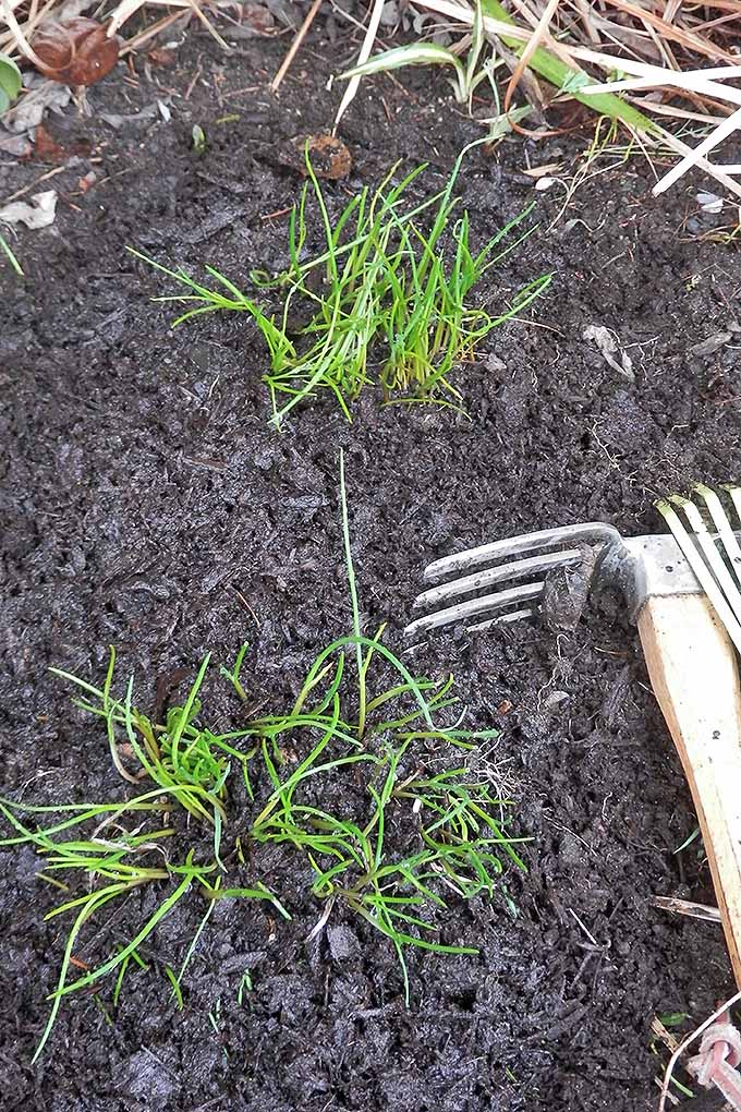 Cleaning and sharpening tools, cleaning up perennials, and starting new seeds- all this and more on our springtime garden checklist: https://gardenerspath.com/how-to/pruning/spring-garden-checklist/
