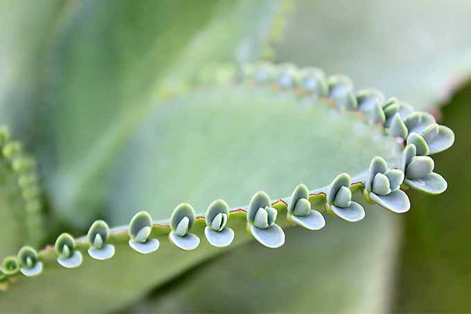 Kalanchoe pinnata is a succulent that drops plantlets, perfect for propagating. | Gardenerspath.com