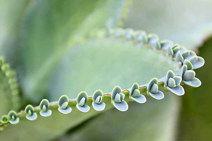 A close up horizontal image of Kalanchoe pinnata, a succulent that drops plantlets, perfect for propagating.