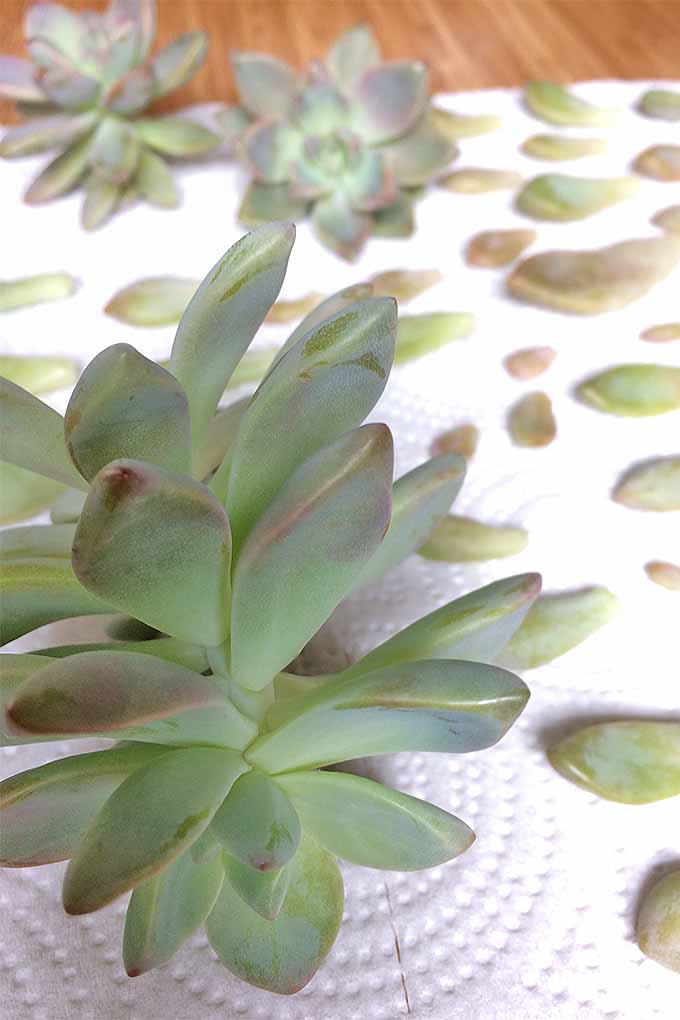 A close up vertical image of a paper towel with leaves taken off from succulent plants to allow them to dry off.