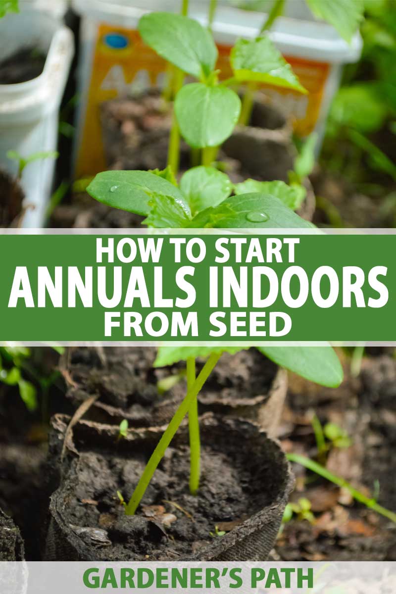 How to Start Annuals Indoors from Seed | Gardener's Path
