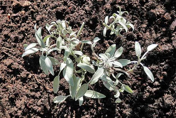 Spring Care Tips For Your Herb Garden | Gardener's Path