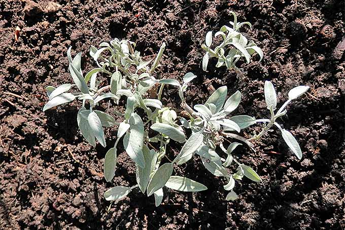 A horizontal image of new sage divisions, planted in the ground. 