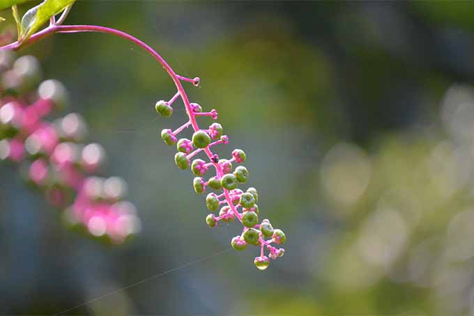 Pokeweed- gardening friend or foe? Find out, with this new book from Nancy Lawson. | Gardenerspath.com