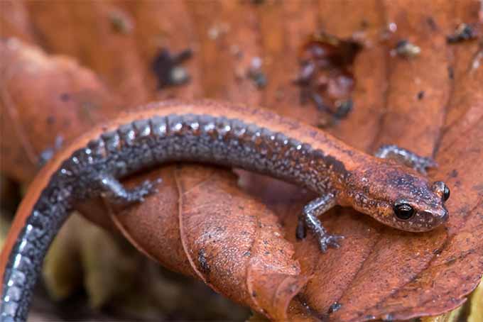 Welcome native plants and wildlife like salamanders to your backyard, with these tips from The Humane Gardener. | Gardenerspath.com