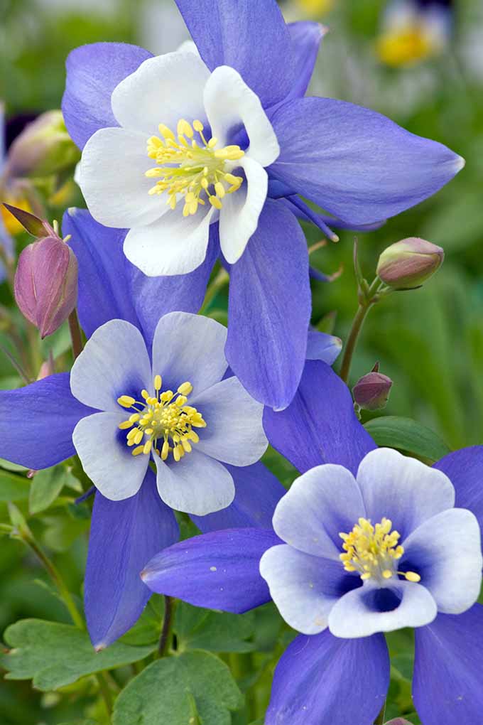 Colorado Blue Columbine (Aquilegia caerulea). Learn all about this beautiful blossom and 10 more gorgeous blue flowers for your garden: https://gardenerspath.com/plants/flowers/native-blue/