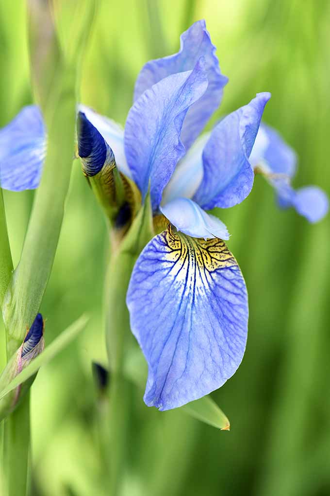 Add the attractive Northern blue flag iris and other blue blooms to your garden for a beautiful pop of color. We share 10 more of our favorites: https://gardenerspath.com/plants/flowers/native-blue/ 