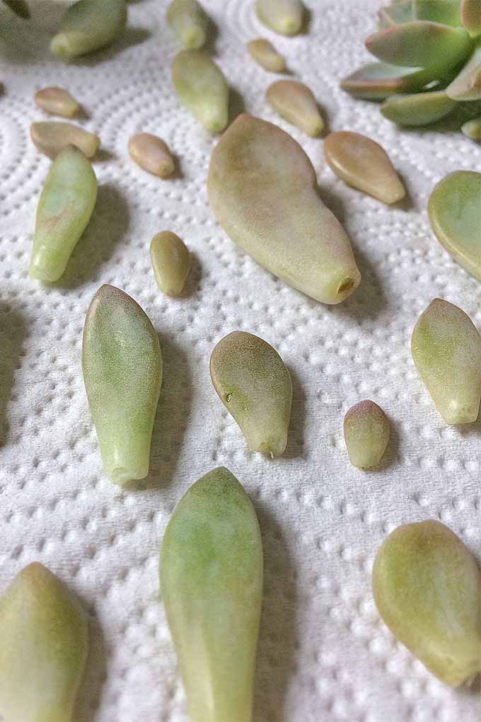 Remove leaves from your succulents, allow to callus off, and then plant in soil. We share the best tips for propagating succulents: https://gardenerspath.com/how-to/propagation/succulents-five-easy-steps/