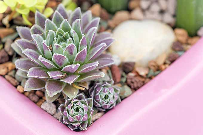 Purple-tinged hen and chicks, with plantlets prime for propagating. | Gardenerspath.com