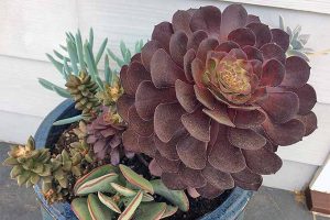 Propagating Succulents in 5 Easy Steps