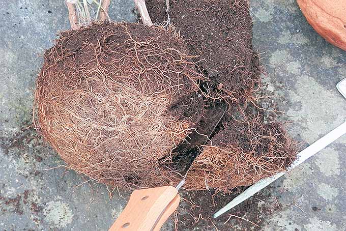 Trim roots from the sides and bottom of a root ball to prepare herbs for dividing and transplanting in the spring. | GardenersPath.com