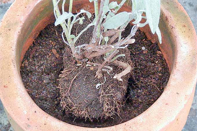 A close up horizontal image of a sage plant that has been divided, being potted up in a terra cotta pot in spring.