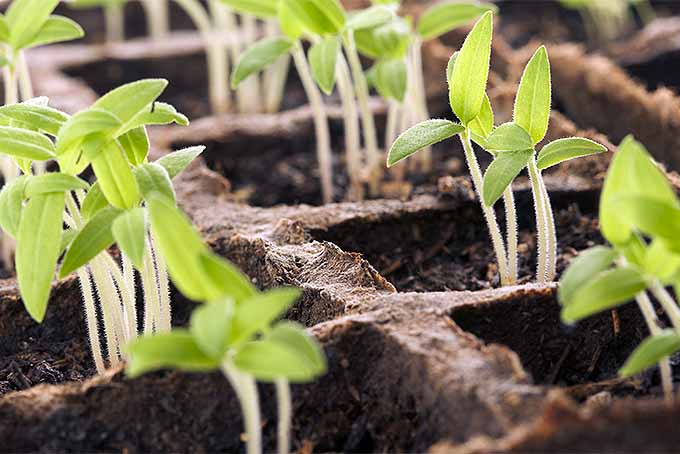 Planting seeds indoors to get a jump on springtime gardening. | Gardenerspath.com