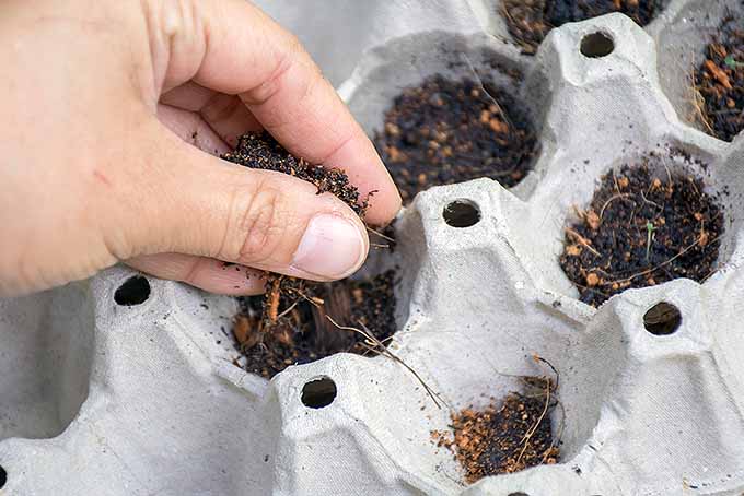 Fill a clean cardboard egg carton with potting soil to start seeds indoors. | Gardenerspath.com