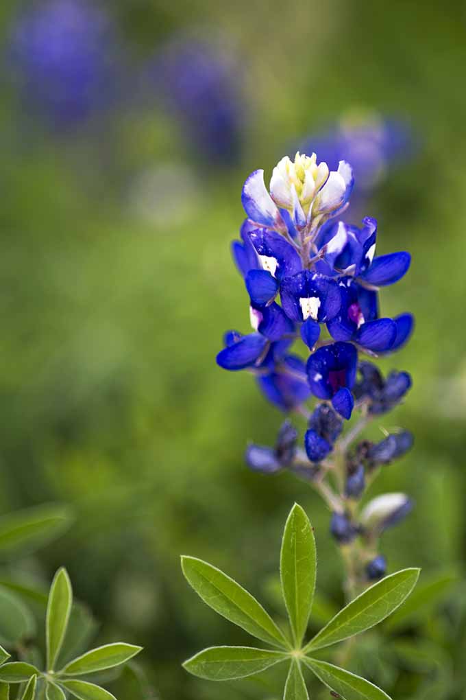 A gorgeous, striking blue, the Texas bluebonnet will make a beautiful addition to your garden. Check out our true blue favorites: https://gardenerspath.com/plants/flowers/native-blue/