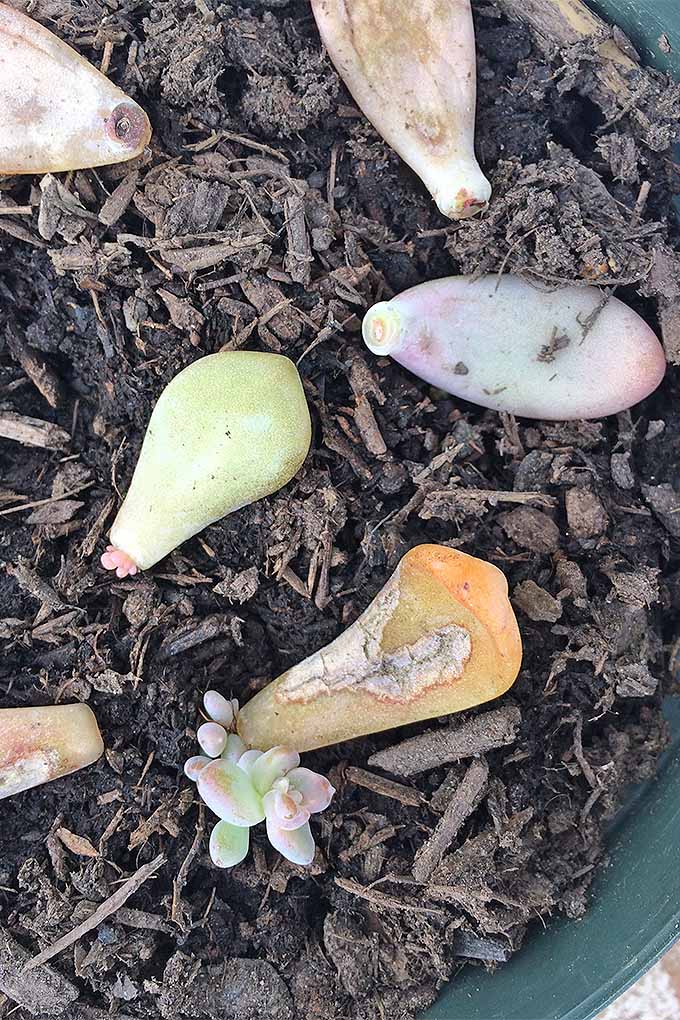 Grow your own baby succulents from mature plants with these simple instructions: https://gardenerspath.com/how-to/propagation/succulents-five-easy-steps/