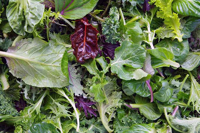 Fresh, homegrown garden lettuces. | Gardenerspath.com