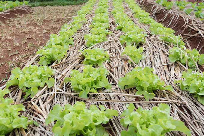 Topping lettuce crops with hay or other organic matter helps to retain moisture and protect from cold weather. | Gardenerspath.com