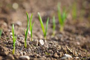 Easy Onion Cultivation At Home | GardenersPath.com
