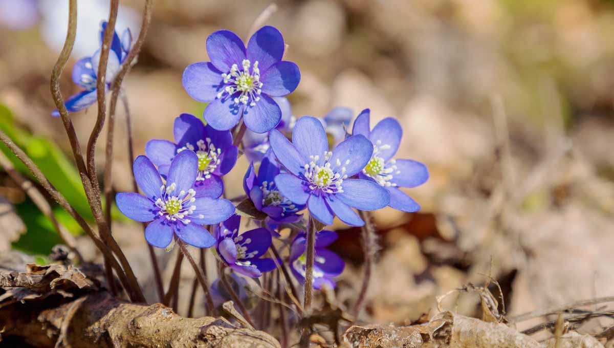 Forsøg lovgivning Menstruation 11 Native Blue Flowers for the Garden | Gardener's Path