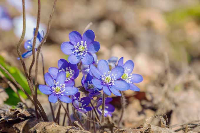 Blue Flowers for the Garden | GardenersPath.com