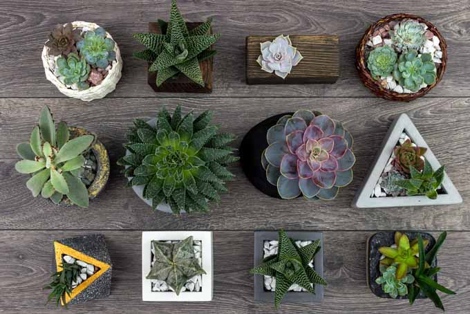 A close up horizontal image of a collection of different succulents set on a wooden surface.