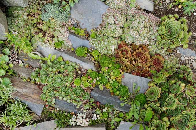 A close up horizontal image of a variety of succulents growing outdoors.