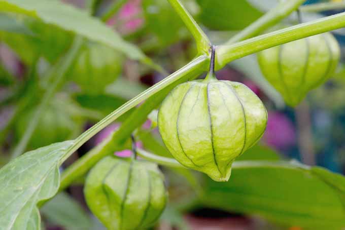 Three tomatillos growing on a vine in a garden setting.