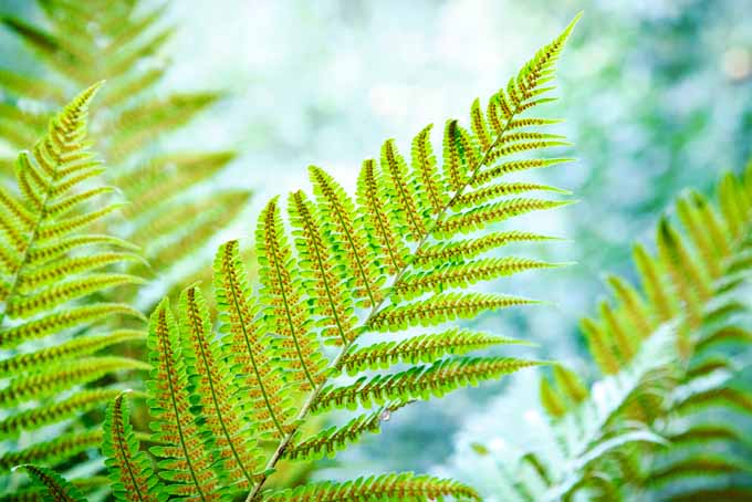 A close up of a fern frond clearing showing the spores on the underside of the foliage, pictured on a soft focus background.