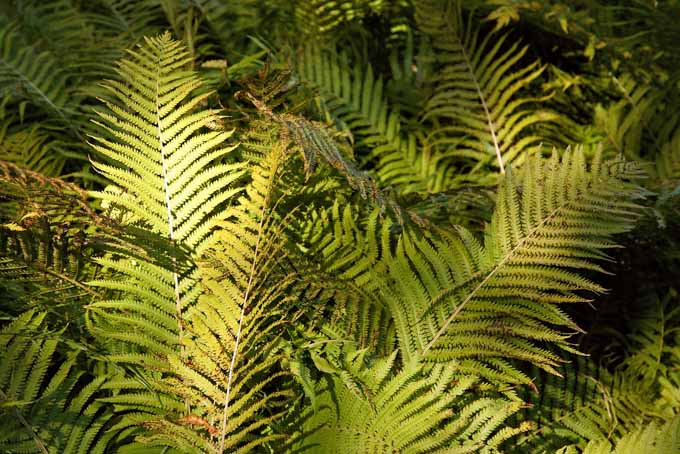 A close up horizontal image of ferns growing in a shady location pictured in light filtered sunlight on a soft focus background.